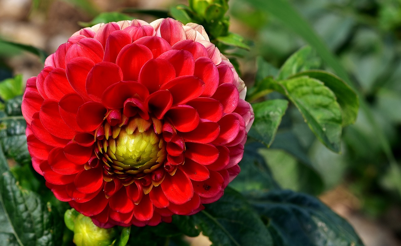 Dalia